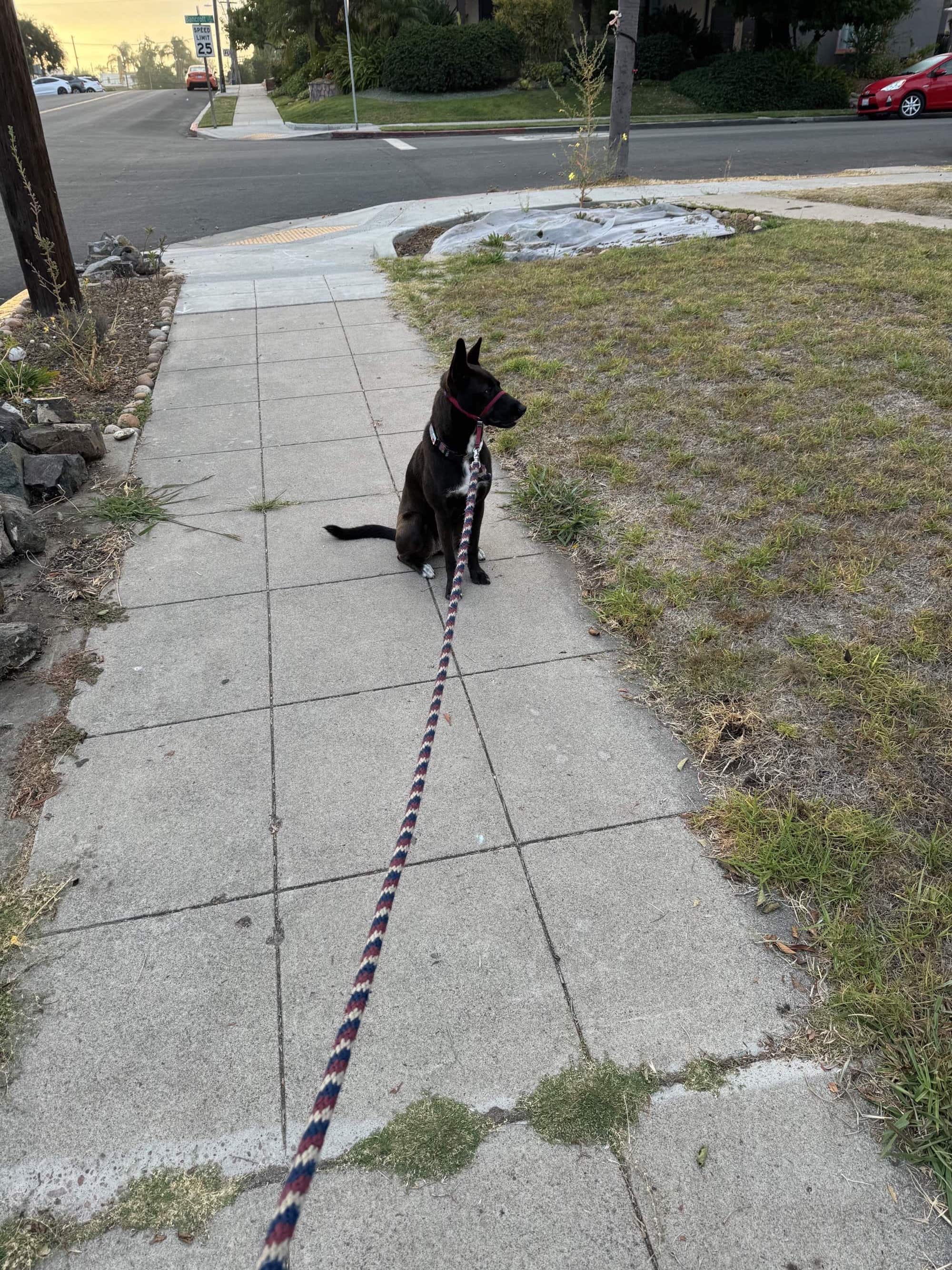 A picture of a black dog named Bowie sitting, taken on August 6 2024 at 6:40 am